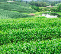 威海茶叶检测需要检测的项目及标准有哪些呢？